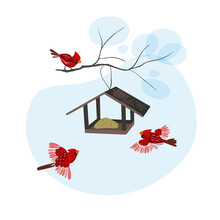 Bird Feeders Isolated On A White Background. Feeding Birds In Winter. Birds Fly To Food. Red Cardinal Birds Eat Seeds. 