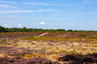 Heather in full bloom on beautiful Suffolk heathland at the end of summer, its an Area of Outstanding Natural Beauty