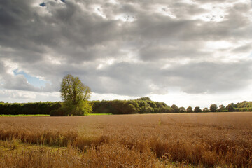 Wall Mural - Buckinghamshire countryside in the uk