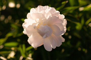 Wall Mural - White peony flower in sunny rays.