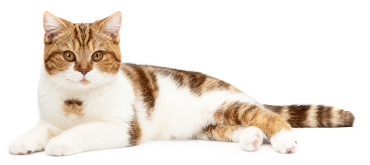 Wall Mural - Red cat lying isolated on white. Cute cat lie down looking in camera. British Shorthair closeup