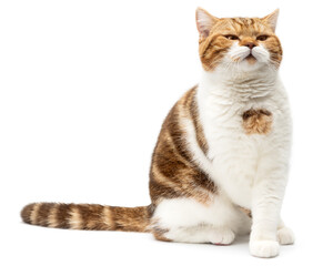 Wall Mural - Angry Cat Grumpy and serious Looking in Camera Isolated on white background, Front view. Cat sitting with evil look. British shorthair with red marble colored