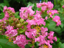 Closeup Shot Of Pink Crepe Myrtle Flowers