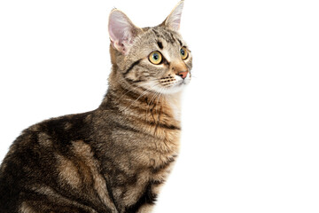 Wall Mural - Portrait tabby cat isolated on white background. Closeup cat face