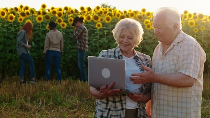 Poster - Charismatic with a large smile and funny old couple farmers have a conversation beside of sunflowers field they using a laptop to analysing the harvest of sunflowers