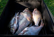 raw fresh fish bream in a smokehouse or grilled