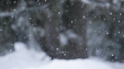 Wall Mural - Falling snow tree in the background