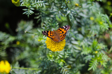 Wall Mural - Beautiful orange butterfly perch on yellow marigold flowers in the backyard