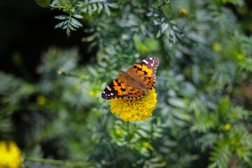 Wall Mural - Beautiful orange butterfly perch on yellow marigold flowers in the backyard