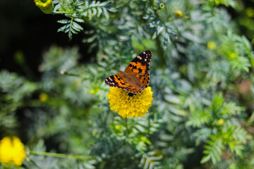 Wall Mural - Beautiful orange butterfly perch on yellow marigold flowers in the backyard