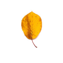 Close Up Of Yellow Brown Autumn Fall Leaf Isolated On White Background. Design Element, Greeting Card, Invitation, Top View, Minimal Concept.