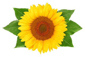 Poster - sunflower, isolated on white background, full depth of field, clipping path