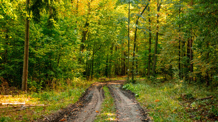 Road in a forest of Lower Silesia, Poland