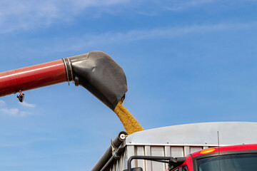 Wall Mural - Combine harvester loading soybeans into grain truck during harvest season. Farming, soybean and commodity market price concept