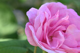 Fototapeta Tulipany - close up of pink flower