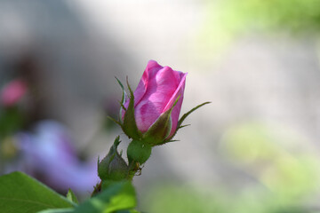 Sticker - pink rose