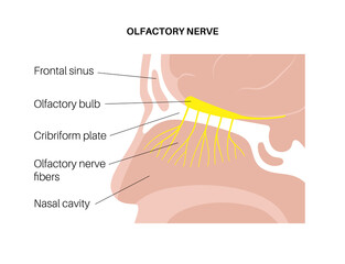 Wall Mural - Olfactory nerve anatomy