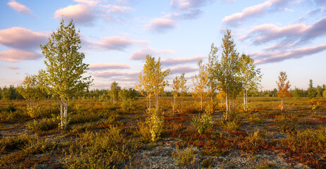 Aufkleber - Autumn forest nature landscape