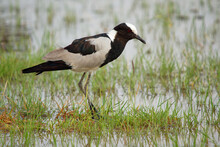 Blacksmith Lapwing Or Blacksmith Plover - Vanellus Armatus Is Black And White And Grey Bird Commonly From Kenya Through Central Tanzania To Southern And Southwestern Africa