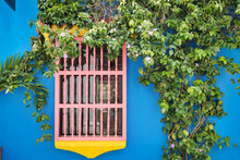 Window On A Blue Facade Overgrown With Green Plants