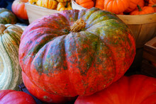 White, Green And Orange Gourds And Pumpkins In The Fall