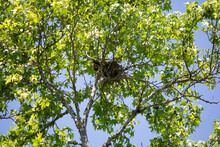 Mississippi Kite In Its Nest