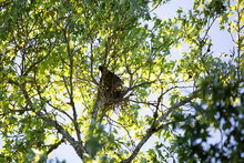 Mississippi Kite Guarding A Nest