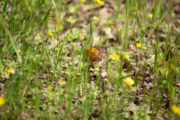 Monarch Butterfly on a Green Weed