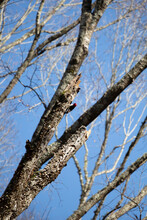Adult Redheaded Woodpecker And Nesting Cavity