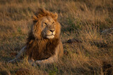 Fototapeta Sawanna - A lion in Africa 
