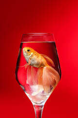 Poster - Beautiful gold fish in glass on color background