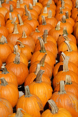 Wall Mural - pumpkin harvest in autumn season