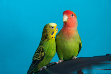 A close up of two pet parrots - budgie and lovebird. Friendship between a parrots of different species