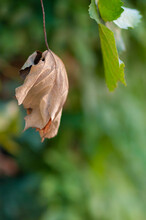 Sear Brown Leaf Near A Green Leaf, With Blurred Background