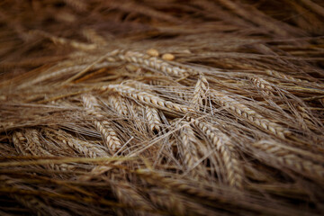 Canvas Print - Ripe wheat grains in the farm field