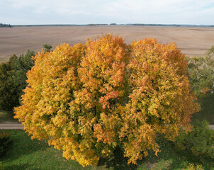 Wall Mural - Golden color leaves on huge tree