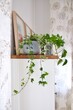 Composition of home garden, plants in different pots on a wooden cupboard