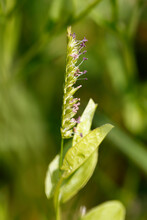 Crested Dog's Tail With Sorrel Leaves (Cynosurus Cristatus)