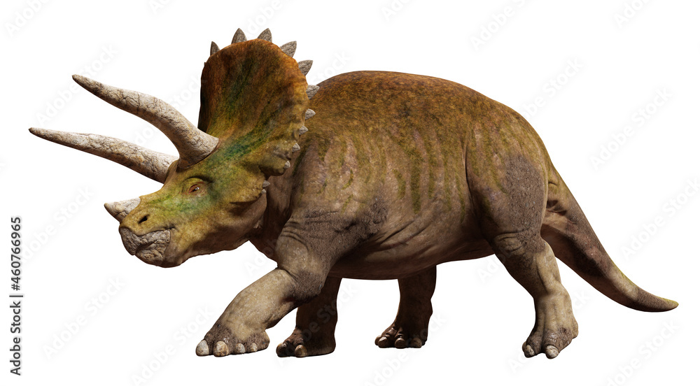 アガベオテロイ トリケラトプス/triceratops 縦割り株