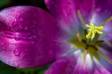 Water Drops On Open Tulip