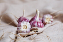 The Purple Garlic Heads Lie On The Burlap. Spices For Cooking. Elements Of A Vegetarian And Healthy Menu.