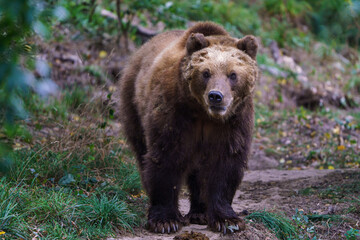 kamchatka brown bear in the forest, ursus arctos beringianus