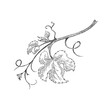 Monochrome branch of grape vine engraving vector illustration isolated.