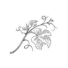 Branch Of Grape Vine With Leaves Hand Drawn Sketch Vector Illustration Isolated.