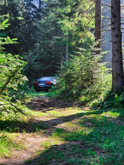 car parked at the forest