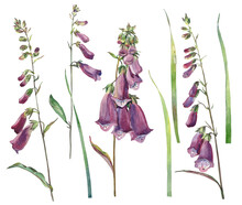 Set Of Watercolor Wild Flowers Foxglove On White Background