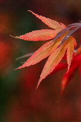 Wall Mural - beautiful maple leaves in autumn season.