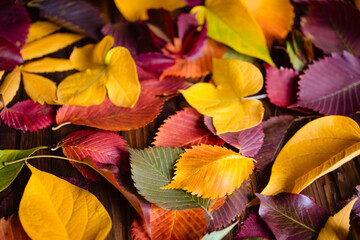 Poster - Autumn background, red, yellow, green leaves on a wooden brown background	