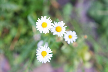 Sticker - Summer meadow with blooming daisy flowers. Small-petalled garden flowers on a lawn on a warm summer day.	