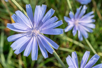 Wall Mural - Chicory plant in blossom. Beautiful blue flowers close up. Nature background.